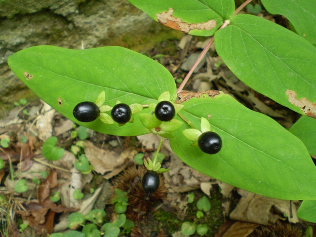 Hypericum androsaemum /Erba di S. Giovanni arbustiva